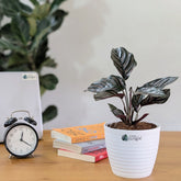 Calathea Ornata, with 5.5 Inches White Decor Pot